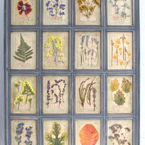 Decorazione murale con fiori secchi, esemplare di pianta, erbario vintage, decorazione da cottage francese, cornice per erbe aromatiche pressate, decorazione floreale grigia per sala da pranzo