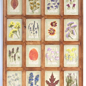 May include: A framed artwork with 16 panels, each showcasing a pressed flower or leaf. The botanical specimens are set against a pale green backdrop with handwritten script. The frame is made of wood and has a warm brown finish.