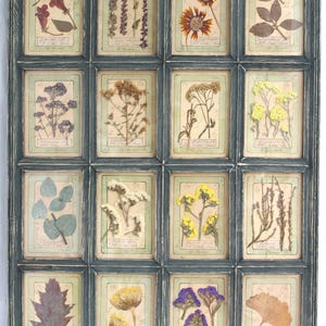 Piante da erbario pressate, erbe botaniche da appendere alle pareti, fiori secchi originali, arte murale francese, esemplari vintage secchi da cucina rustica