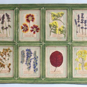 Grande fiore pressato orizzontale, erba aromatica essiccata incorniciata in stile cottage, cornice vintage anticata, esemplare di campagna francese, decorazione da parete con foglie di fattoria
