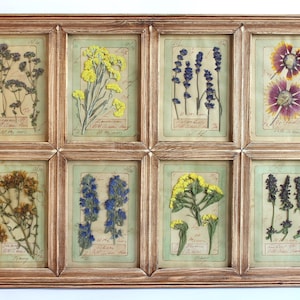 Immagini di fiori, fiori pressati, set di cornici in stile rustico francese, decorazioni floreali essiccate, erbe secche, cornici vintage, piante botaniche da cottage