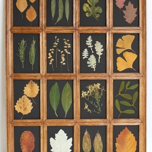 Pressed Framed Herbs Wild Flower, Black Background Frame, Home Real Wall Art: Dried Plant Botanical Wildflower, Herbarium Wood Floral Leaf