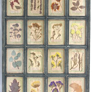 Arte con fiori secchi, cornice per erbe aromatiche pressate, esemplare di pianta secca, grande arazzo da parete in legno, decorazione floreale con cornice vintage, set botanico in stile cottage francese