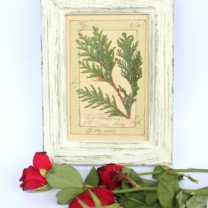 Decorazione murale in stile fattoria con fiori pressati incorniciati, decorazioni floreali francesi essiccate, fiori selvatici in cornice, piccolo erbario vintage invecchiati