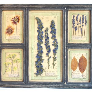Decorazioni murali con fiori pressati, vere piante botaniche incorniciate, erbe essiccate con cornice, quadri francesi d'epoca, erbario, decorazioni in stile retrò in legno per cottage antichi.