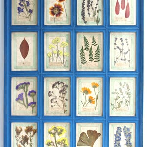Fiori pressati, arte con fiori secchi, decorazioni murali per fattoria, erbario botanico, set con cornice vintage, decorazioni floreali con erbe selvatiche secche in cornice