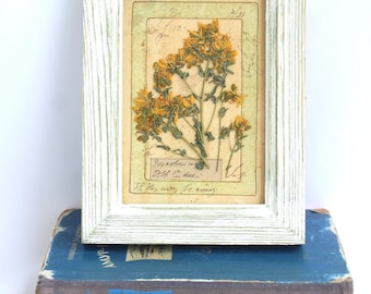 Pressed Flower Art St. John’s Wort, Small White Frame Botanical Herbarium, Farmhouse Cottage Decor, French Country Kitchen California Texas