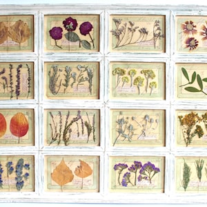 Fiori secchi in Cornice Vintage: Composizione di Fiori Secchi, Erbario Rustico, Cornice decorativa, Piante Botaniche, Composizione floreale