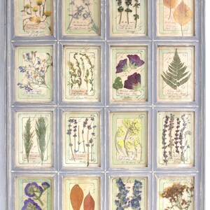 Pressed Flower Art Dried Specimen, Framed Farmhouse Wall Decor, French Country Vintage Herbs Plant, Large Gray Dry Herbarium, Floral Cottage