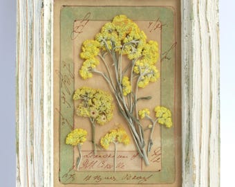 Yellow Wildflower Frame, Pressed Helichrysum Decor, Vintage Small Wooden Frame, Country Framed Greenery, Farmhouse Herbarium Specimen Art