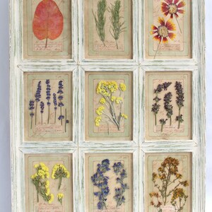 Erbe medicinali, fiori pressati, regalo rustico, cornice per erbario rustico, decorazione da parete, esemplare essiccato francese incorniciato, veri prodotti botanici