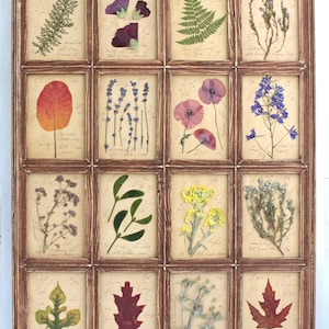 Fiori secchi in Cornice Stile Rustico: Composizione di Fiori, Erbario Rustico, Cornice decorativa, Piante Botaniche, Collezione floreale