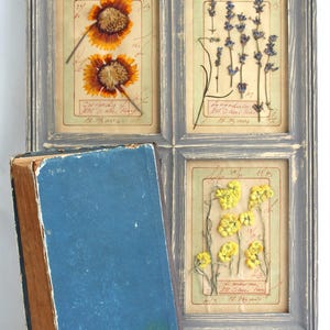 Vintage Framed Art, Floral Wall Hanging, Pressed Flower Set, Dried Flowers Decor, Rustic Farmhouse Botanical Specimen, Dining Room Herbarium