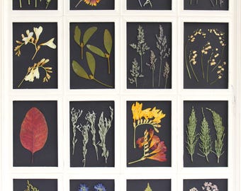 Black Background Dry Plants Botanical, Pressed Framed Herbs, Floral Office Decor, Gallery Wildflowers, Hanging Picture Set, Modern Artwork