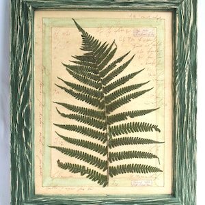 Piante botaniche pressate, decorazioni per la casa con felci incorniciate, fiori da appendere alla parete, arte vintage essiccata, erbario in stile fattoria, regalo floreale per la perdita di un animale domestico in camera da letto