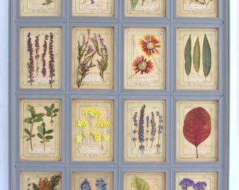 Botanical Herbarium Specimen Pressed Art, Large Framed Herbal Wildflower Artwork In Vintage Window Gray Frame For Farmhouse Cottage Kitchen