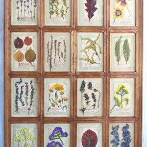 Fiori secchi in Cornice Stile Rustico: Composizione di Fiori, Erbario Rustico, Cornice decorativa, Piante Botaniche, Collezione floreale