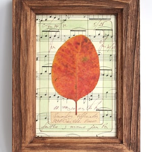 Fiori pressati, piccole foglie secche, botaniche di campagna incorniciate, erbe appese, quadro da parete, erbario, fiori vintage in cornice, regalo conservato