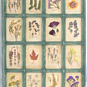 Fiori secchi in Cornice Stile Rustico: Composizione di Fiori, Erbario Rustico, Cornice decorativa, Piante Botaniche, Collezione floreale