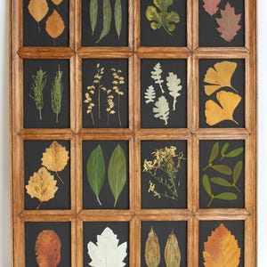Fiori secchi botanici con cornice nera, erbe aromatiche pressate per sala da pranzo, quadri di grandi dimensioni con cornice, decorazioni da parete, foglie francesi essiccate