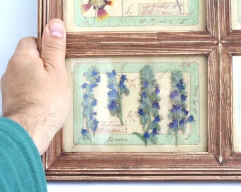 Framed Herb Small Botanicals Art, Set Flower Dried Floral, Wall Decor Pressed Wildflowers Pictures, Artisan Vertical Work Kitchen Gallery
