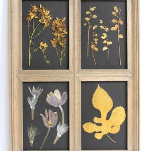 Erbe aromatiche pressate con cornice, decorazioni rustiche da appendere alla parete, fiori botanici secchi, composizioni floreali nere e scure, regalo per la perdita di un animale domestico, pianta a foglia secca