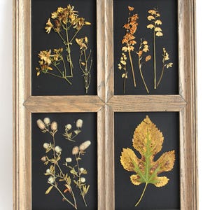 Arte con fiori pressati su sfondo nero, decorazione da parete con erbe essiccate, cornice vintage, vecchia opera d'arte, erbario, quadro floreale, set da cucina, piante secche