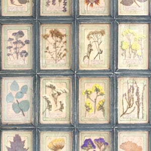 Arte con fiori pressati, piante di erbe essiccate, decorazioni da parete vintage in stile botanico, esemplari di cucina in stile francese incorniciati, erbario per la casa colonica in soggiorno