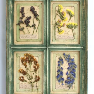 Arte con fiori pressati, cornice da parete in stile fattoria, verde francese alto da appendere, pianta di erbe aromatiche secche incorniciata, erbario rustico vintage essiccato