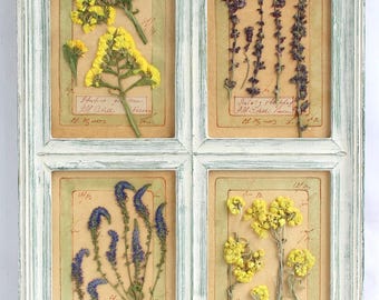 May include: A rectangular window-pane style frame with a distressed light blue finish containing eight individual compartments. Each section displays a pressed botanical specimen on aged paper with handwritten script and dates in the corners.