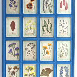 Arte con fiori secchi, cornice per erbe aromatiche pressate, esemplare di pianta secca, grande arazzo da parete in legno, decorazione floreale con cornice vintage, set botanico in stile cottage francese