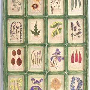 Fiori pressati da appendere alla parete, decorazione per la casa, erbario botanico essiccato con cornice, cornice verde della galleria della fattoria, fiori secchi per cottage, piante ed erbe aromatiche