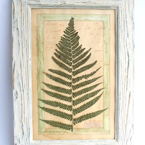 Arte murale con cornice di felce, quadro con cornice pressata, arredamento vintage per la casa, fattoria rustica, arazzo da parete in stile francese, erbario della galleria botanica