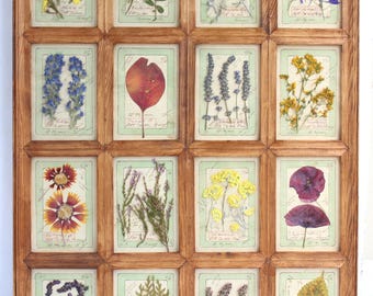 Framed pressed flowers and herbs wall decor as large vintage art for barnwood farmhouse or french country plant botanical herbarium display