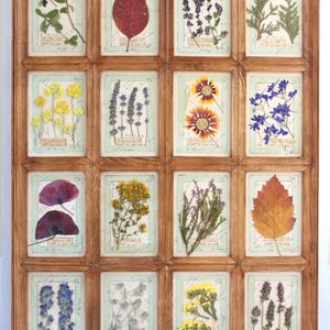 May include: A rectangular wooden frame containing sixteen individual glass-covered compartments, each displaying a pressed botanical specimen on a light green card with handwritten script. The collection features various leaves, flowers, and herbs.