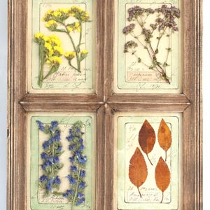 Fiori secchi incorniciati, decorazioni da parete fai da te, piante botaniche essiccate pressate, stile country vintage: cornice per set di piante di erbe aromatiche alte, erbario rustico per case di campagna