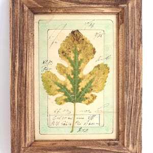 Composizione artistica da parete per cucina, decorazione botanica incorniciata, erbario con foglie pressate, cornice rustica per erbe aromatiche, soggiorno con giardino, piccolo quadro con erbe aromatiche