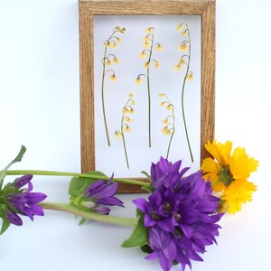 Fiore di mughetto pressato, vero, dipinto su tela, cornice galleggiante marrone, erbario di piante vintage, campagna francese, botanica retrò