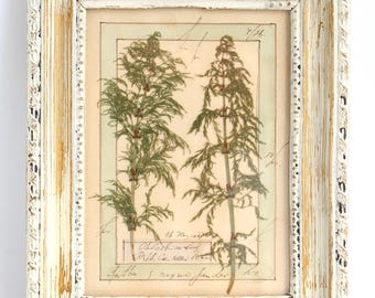 Pressed Plant Frame Vintage, Flower Art Wall Hanging, White Distressed Wood, Botanical Herbarium Specimen, Dried Cottage Kitchen Decor