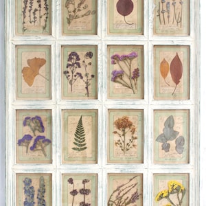 Fiori pressati incorniciati, arte con fiori secchi, decorazione floreale vintage da parete con erbario, fattoria botanica rustica, decorazioni con immagini di erbe e fiori selvatici