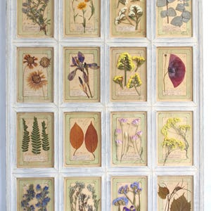 Arte con fiori secchi, cornice floreale pressata, decorazione da parete in stile fattoria, grandi erbe aromatiche appese, erbe botaniche conservate, erbario vintage francese secco
