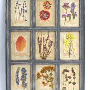 Erba verde essiccata e appesa, primitiva, decorazione da cottage francese, arte botanica pressata, quadro floreale con cornice blu e fiori vintage, pianta da parete a secco