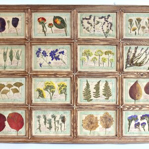 Fiori pressati incorniciati, decorazioni floreali essiccate da parete, fiori secchi da fattoria, cornice rustica per casa di campagna, quadri di erbe aromatiche e piante d'epoca, arte botanica