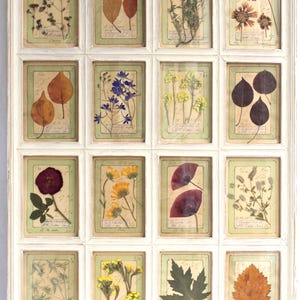 Arte di fiori secchi in stile fattoria, grande cornice bianca da parete, regalo decorativo: quadro botanico di erbe pressate, erbario di campagna incorniciato, esemplare medicinale