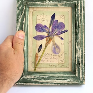Op de afbeelding: Een rechthoekige fotolijst met een verweerde groen-witte afwerking met daarin een geperste paarse irisbloem op een lichtbeige achtergrond. De achtergrond bevat handgeschreven cursieve tekst in zwarte inkt, inclusief de datum 8/26.