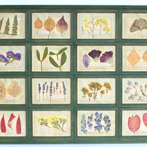 Vere opere d'arte rustiche di fiori selvatici pressati, erbe della campagna francese, lavanda incorniciata con foglie conservate, cornice di fiori secchi botanici, quadri di fattoria