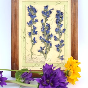 Esemplari di erbe pressate incorniciati, cornici da appendere alla parete con fiori secchi, decorazioni per la casa, dipinti di fattoria con erbari, regali di campagna francese secchi
