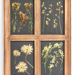 Set di piante pressate con cornice, cornice di fiori neri, decorazione da parete per la casa: erbe secche per soggiorno, erbario secco floreale scuro, regalo per la perdita di un animale domestico