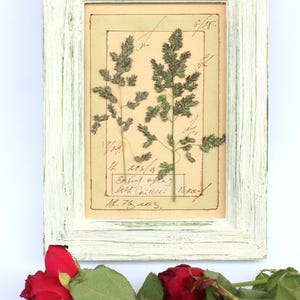 Fiori pressati incorniciati, regalo di fiori selvatici, arte murale in legno di campagna francese, erbe essiccate, piante verdi, erbario, vera cucina botanica d'epoca
