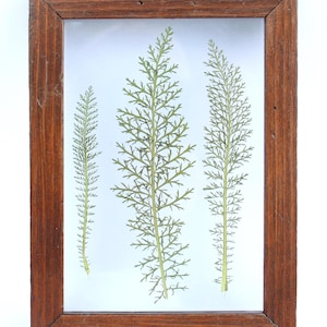 Pressed Wildflower Herbarium Wall Art: Framed Vintage Botanical Decor